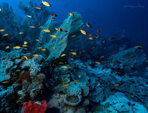 2-planetdiver-1